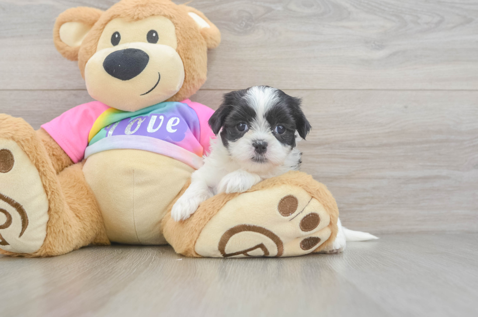 5 week old Teddy Bear Puppy For Sale - Pilesgrove Pups