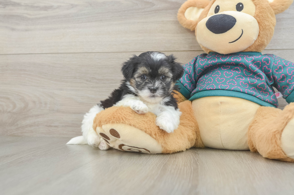5 week old Teddy Bear Puppy For Sale - Pilesgrove Pups