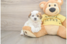 Teddy Bear Puppy for Adoption