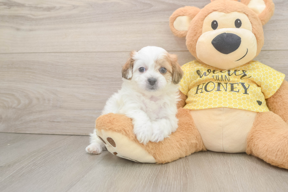 Teddy Bear Puppy for Adoption