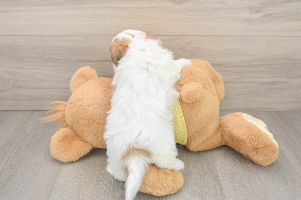 Teddy Bear Pup Being Cute