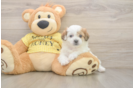Teddy Bear Pup Being Cute