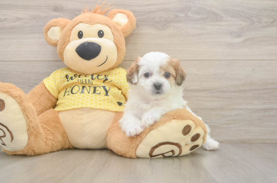 Teddy Bear Pup Being Cute