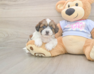 8 week old Teddy Bear Puppy For Sale - Pilesgrove Pups