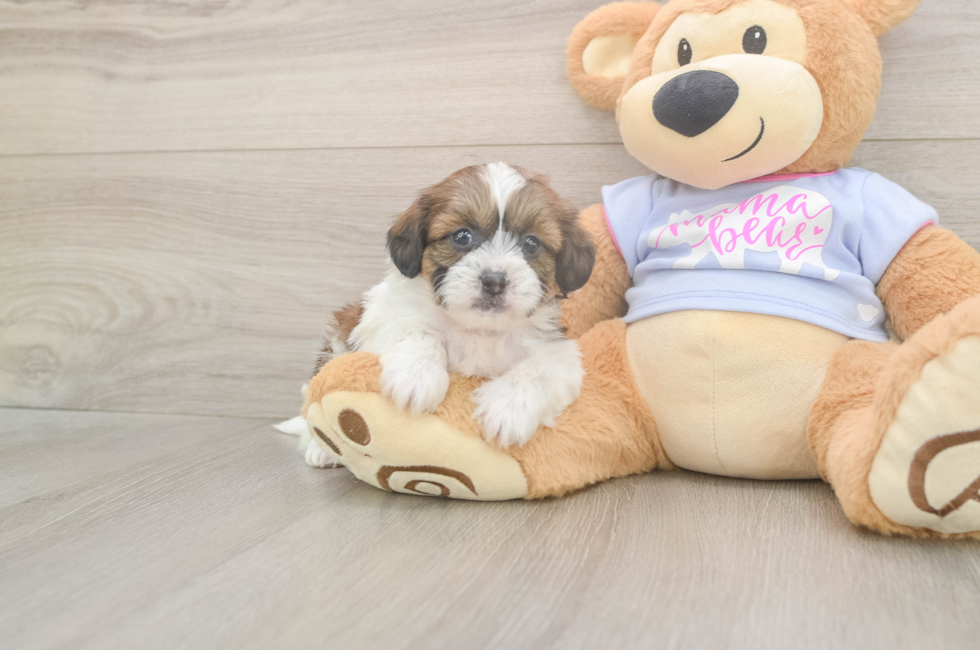 5 week old Teddy Bear Puppy For Sale - Pilesgrove Pups