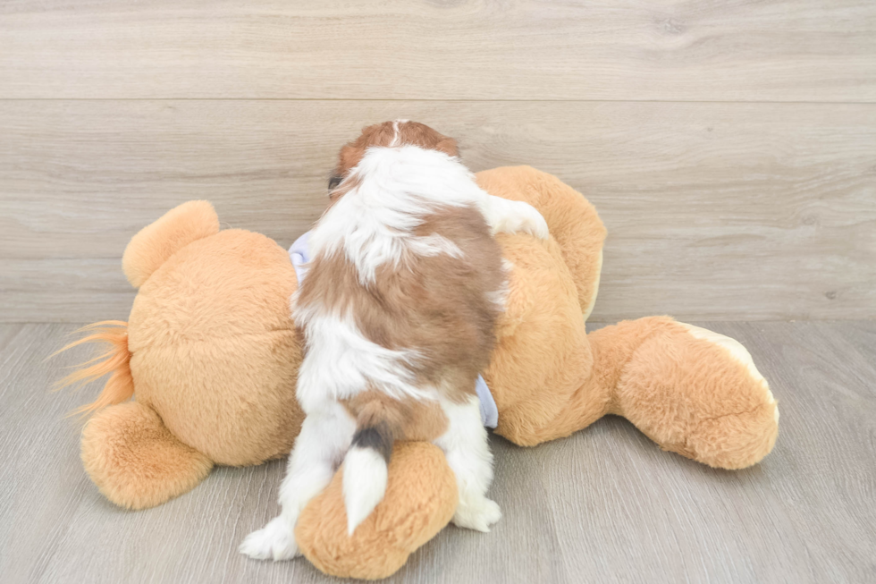 Meet Gale - our Teddy Bear Puppy Photo  3/3 - Pilesgrove Pups Fluffy Teddy Bear Designer Pup