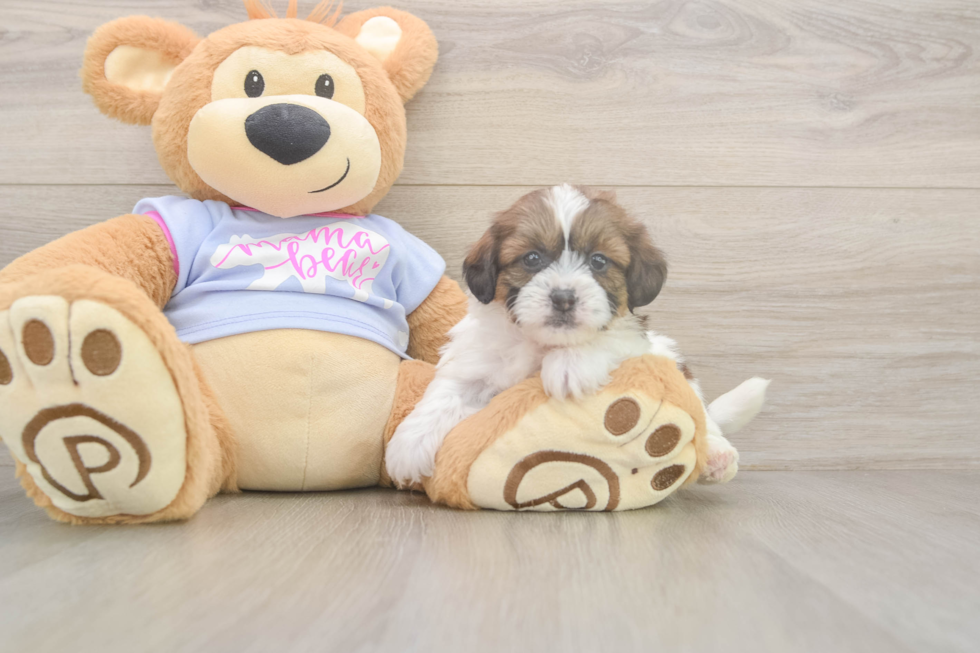 Meet Gale - our Teddy Bear Puppy Photo  2/3 - Pilesgrove Pups Smart Teddy Bear Designer Pup