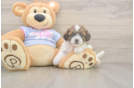 Meet Gale - our Teddy Bear Puppy Photo  2/3 - Pilesgrove Pups Smart Teddy Bear Designer Pup