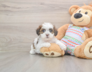 5 week old Teddy Bear Puppy For Sale - Pilesgrove Pups