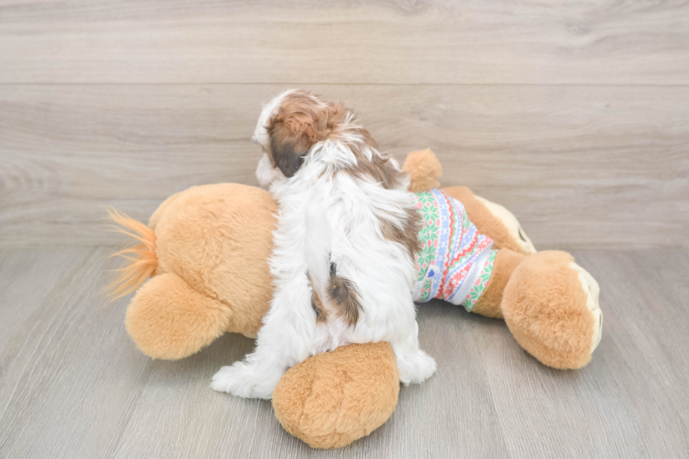 Best Teddy Bear Baby