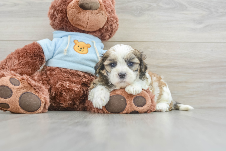 Teddy Bear Puppy for Adoption