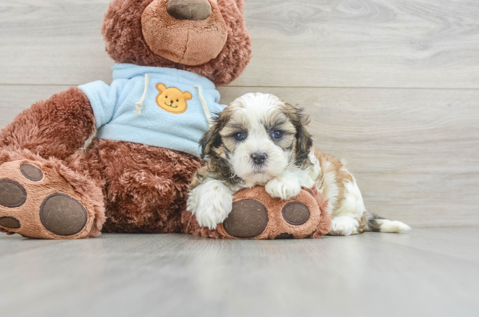 6 week old Teddy Bear Puppy For Sale - Pilesgrove Pups