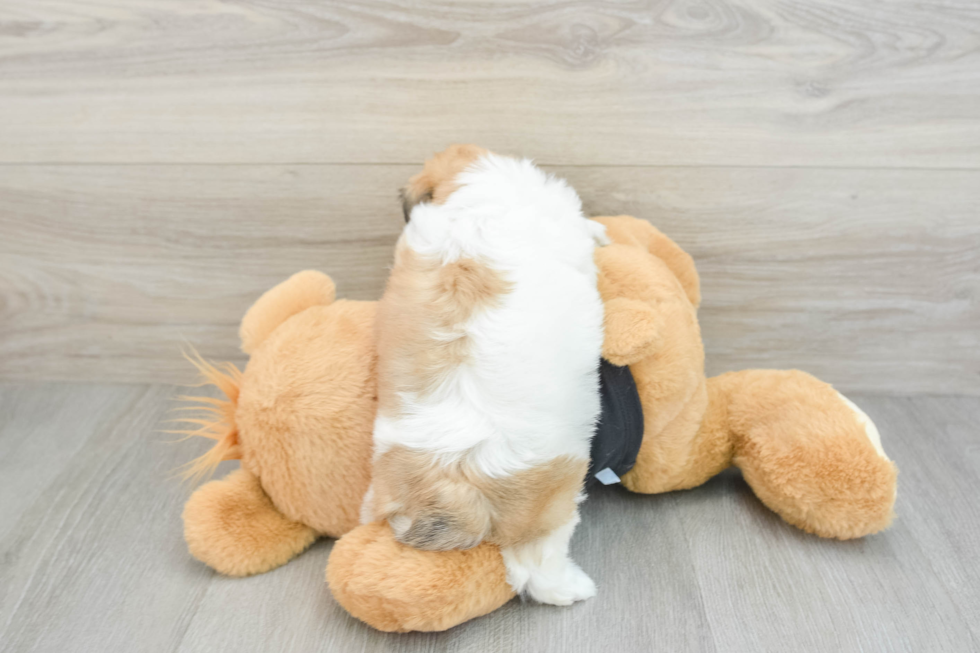 Popular Teddy Bear Designer Pup