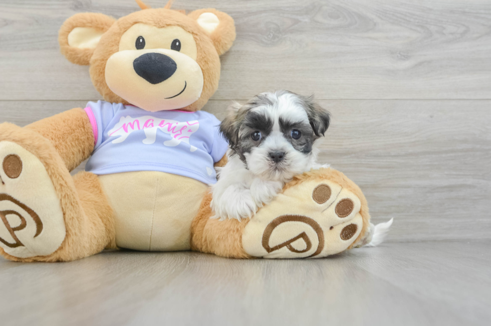 6 week old Teddy Bear Puppy For Sale - Pilesgrove Pups