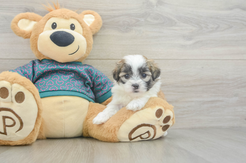 5 week old Teddy Bear Puppy For Sale - Pilesgrove Pups