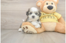 Cute Teddy Bear Baby