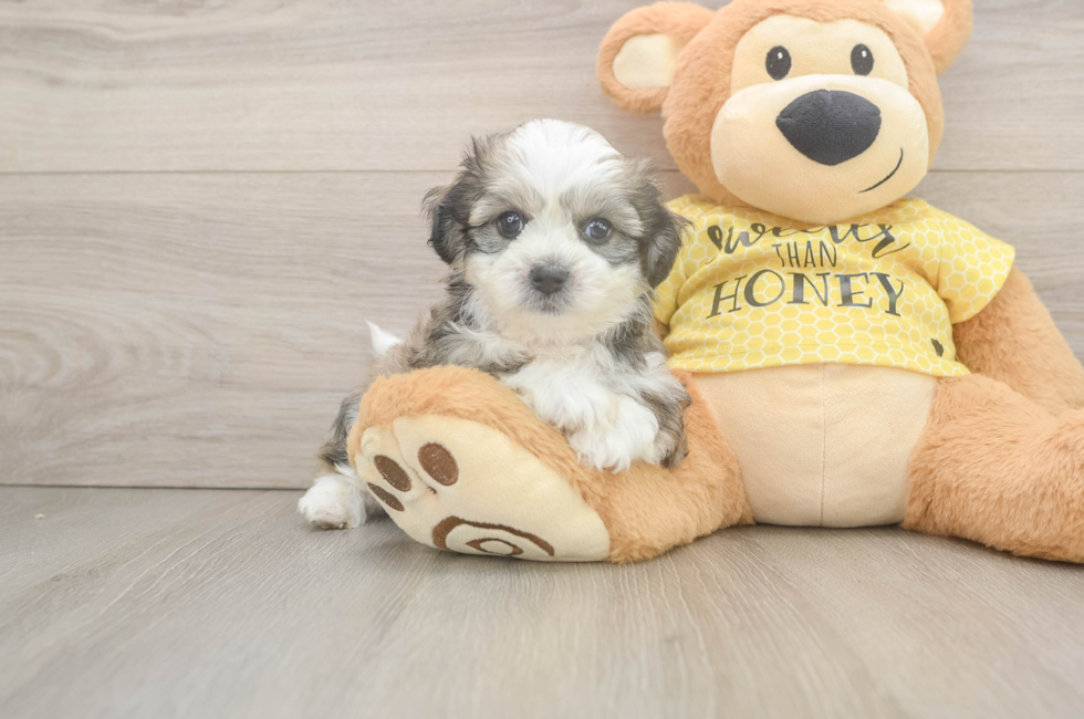 5 week old Teddy Bear Puppy For Sale - Pilesgrove Pups