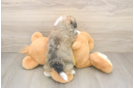 Playful Shit Designer Puppy