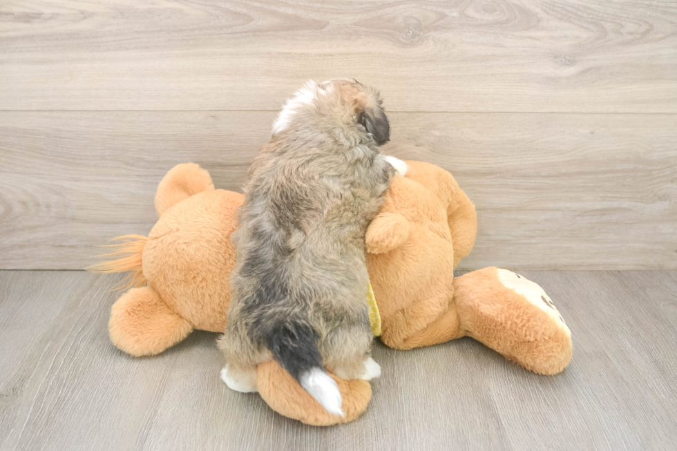 Playful Shit Designer Puppy