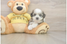 Adorable Shit Designer Puppy