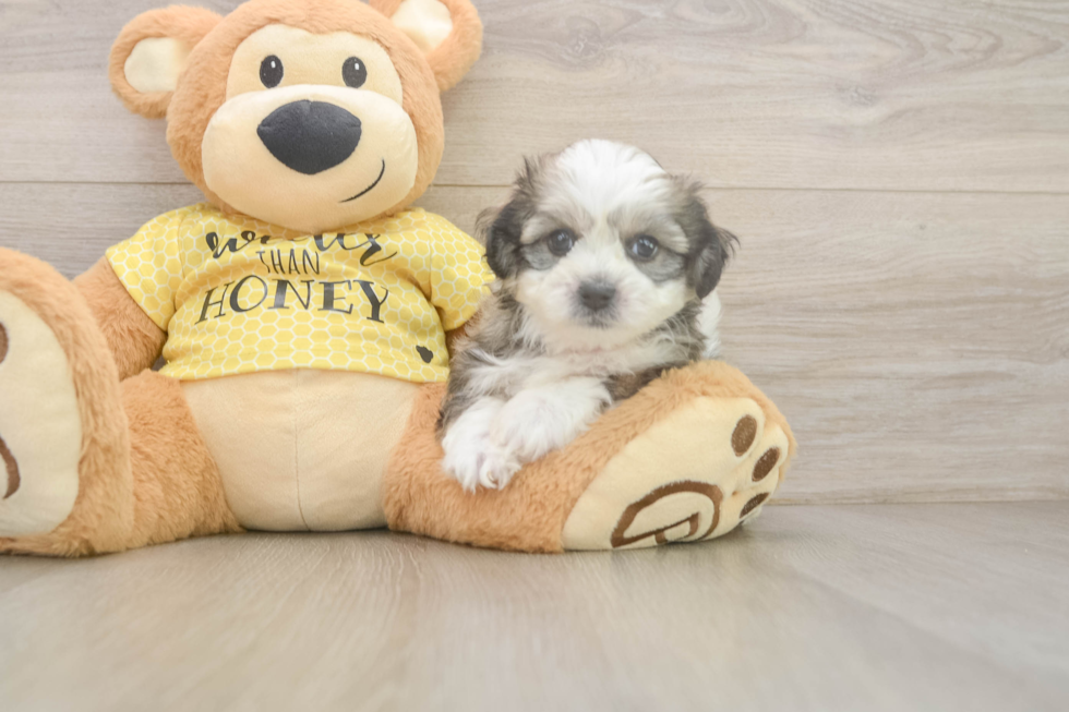 Adorable Shit Designer Puppy