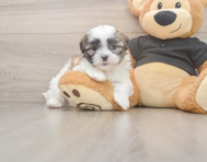 7 week old Teddy Bear Puppy For Sale - Pilesgrove Pups