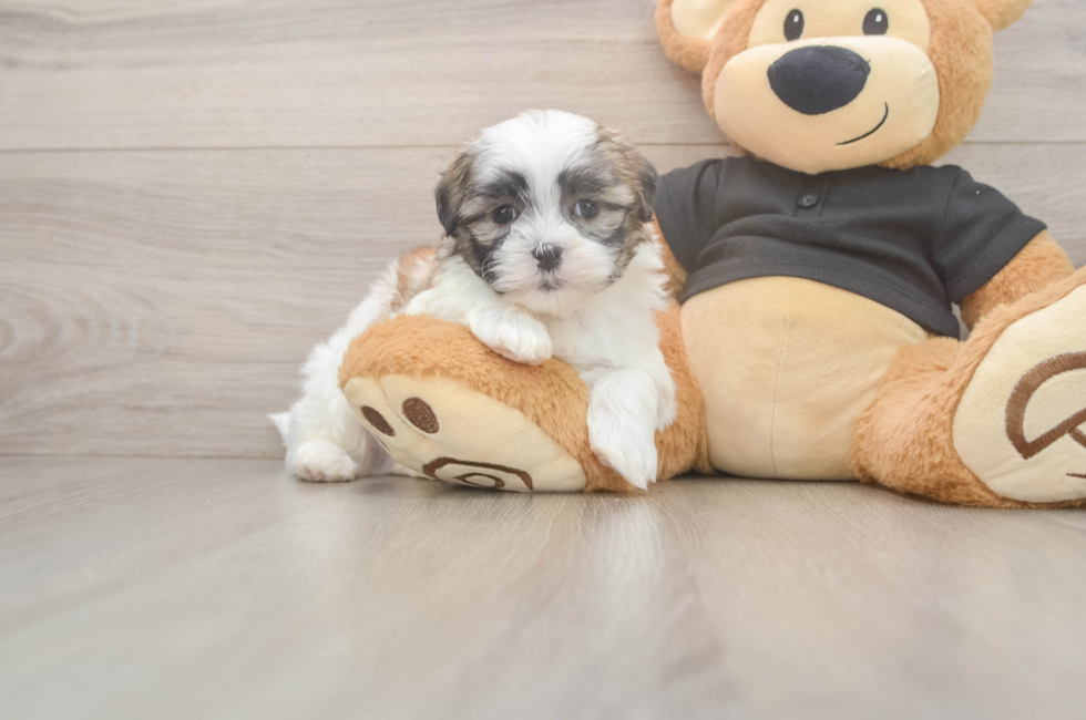 7 week old Teddy Bear Puppy For Sale - Pilesgrove Pups