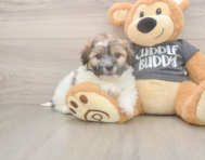 6 week old Teddy Bear Puppy For Sale - Pilesgrove Pups