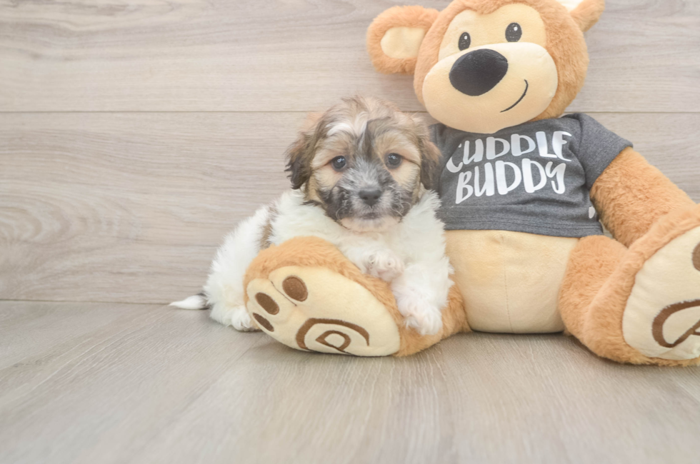 7 week old Teddy Bear Puppy For Sale - Pilesgrove Pups