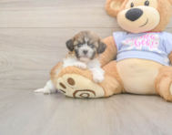 7 week old Teddy Bear Puppy For Sale - Pilesgrove Pups