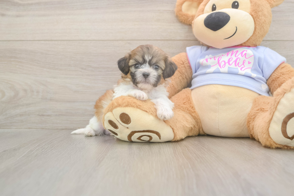 Meet Garrett - our Teddy Bear Puppy Photo  1/3 - Pilesgrove Pups Happy Teddy Bear Baby