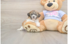 Meet Garrett - our Teddy Bear Puppy Photo  1/3 - Pilesgrove Pups Happy Teddy Bear Baby