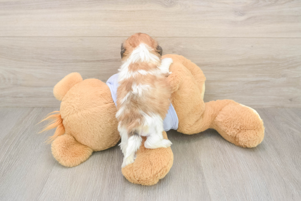 Meet Garrett - our Teddy Bear Puppy Photo  3/3 - Pilesgrove Pups Funny Teddy Bear Designer Pup