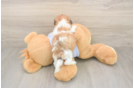 Meet Garrett - our Teddy Bear Puppy Photo  3/3 - Pilesgrove Pups Funny Teddy Bear Designer Pup