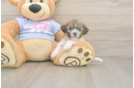 Meet Garrett - our Teddy Bear Puppy Photo  2/3 - Pilesgrove Pups Little Shitzu Designer Puppy