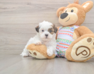 5 week old Teddy Bear Puppy For Sale - Pilesgrove Pups