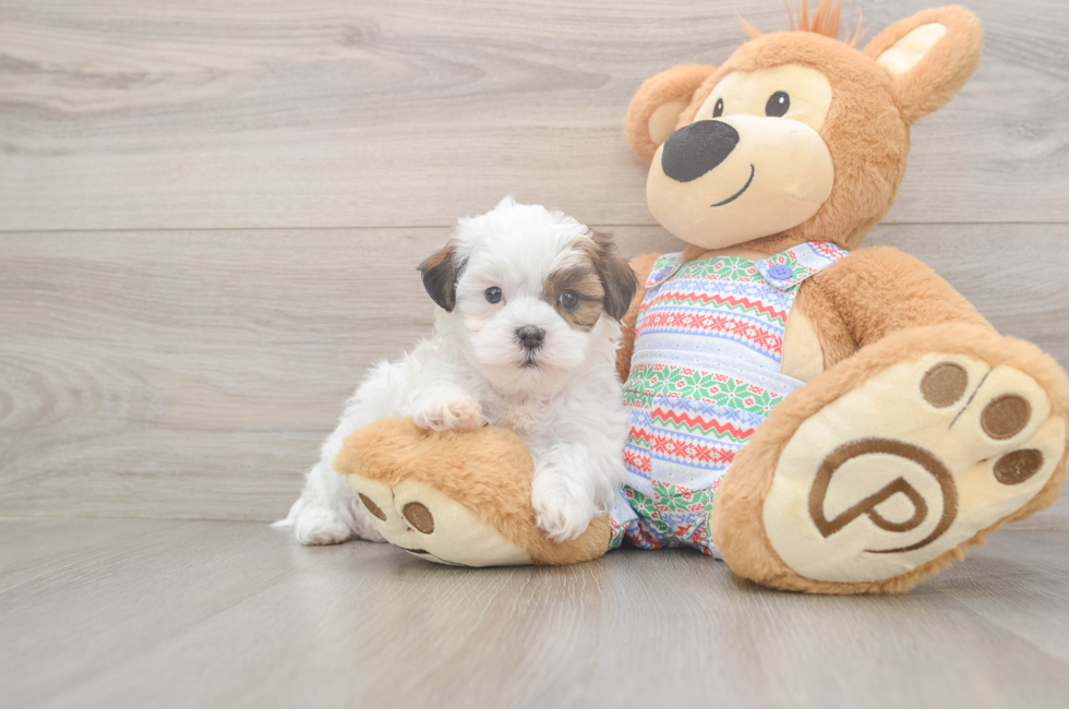 5 week old Teddy Bear Puppy For Sale - Pilesgrove Pups