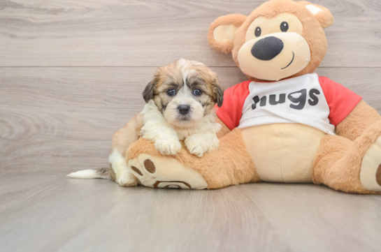 Little Shichon Designer Puppy
