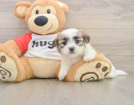 7 week old Teddy Bear Puppy For Sale - Pilesgrove Pups