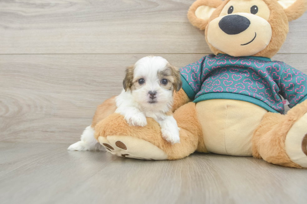 5 week old Teddy Bear Puppy For Sale - Pilesgrove Pups