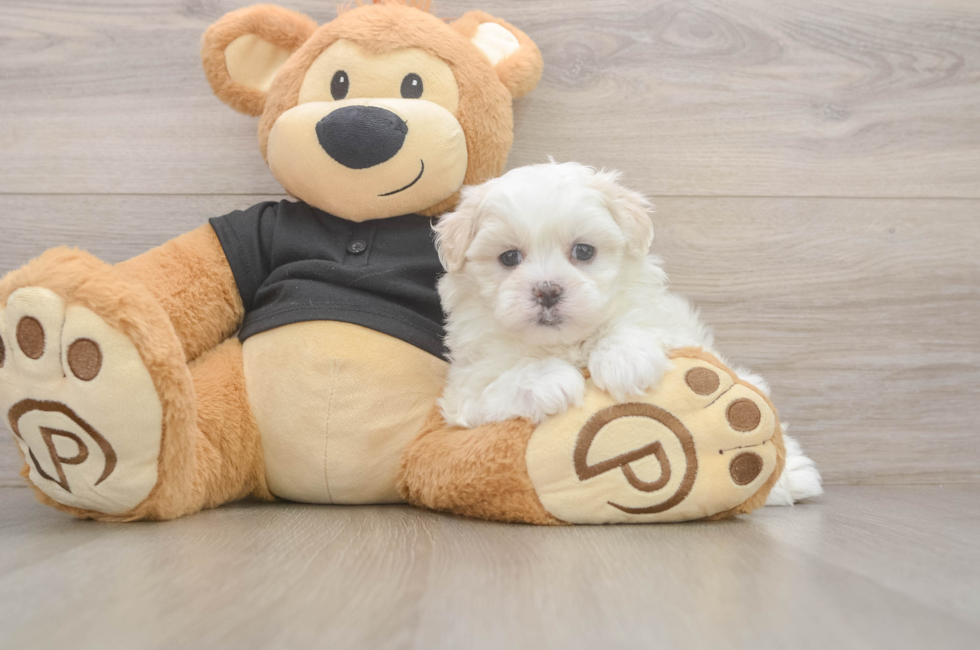 6 week old Teddy Bear Puppy For Sale - Pilesgrove Pups