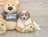 6 week old Teddy Bear Puppy For Sale - Pilesgrove Pups