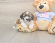 7 week old Teddy Bear Puppy For Sale - Pilesgrove Pups