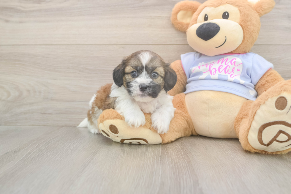 Meet Gatsby - our Teddy Bear Puppy Photo  1/3 - Pilesgrove Pups Funny Teddy Bear Designer Pup