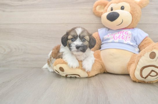 5 week old Teddy Bear Puppy For Sale - Pilesgrove Pups Funny Teddy Bear Designer Pup