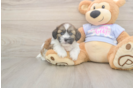 Meet Gatsby - our Teddy Bear Puppy Photo  1/3 - Pilesgrove Pups Funny Teddy Bear Designer Pup