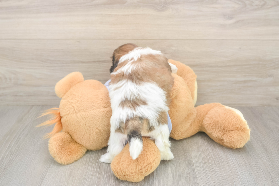 Meet Gatsby - our Teddy Bear Puppy Photo  3/3 - Pilesgrove Pups Teddy Bear Puppy for Adoption