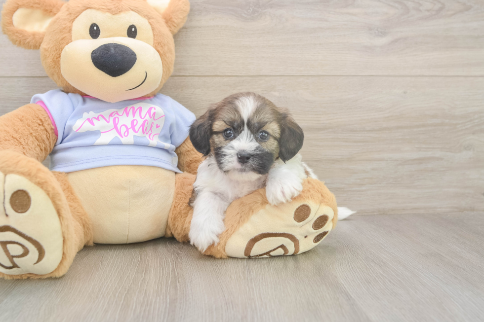 Meet Gatsby - our Teddy Bear Puppy Photo  2/3 - Pilesgrove Pups Best Teddy Bear Baby