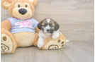 Meet Gatsby - our Teddy Bear Puppy Photo  2/3 - Pilesgrove Pups Best Teddy Bear Baby