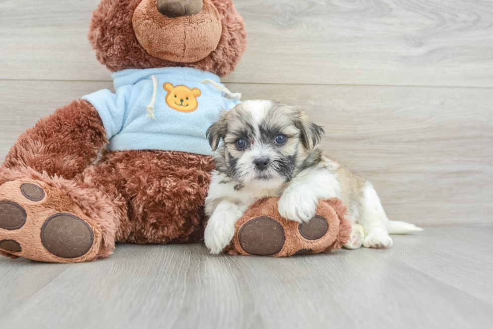 Smart Teddy Bear Designer Pup